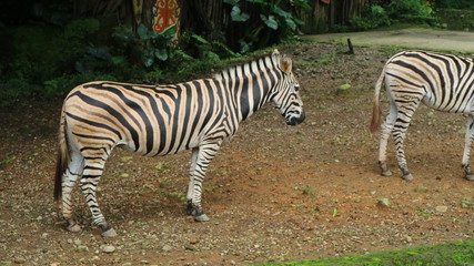Fototapeta na wymiar December 8, 2018 : zebra horse in Taman Safari, Bogor, West Java, Indonesia - Image