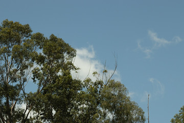 Blue Sky