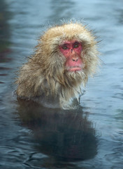 Snow monkey in the water of natural hot springs. The Japanese macaque ( Scientific name: Macaca fuscata), also known as the snow monkey. Natural habitat, winter season.