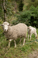 sheep in field portrait