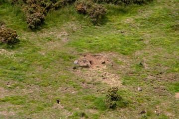 Feral Rabbits Warrens Destroying New Zealand Countryside