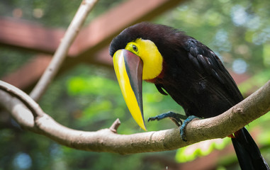 Costa Rican based chestnut-mandibled or Swainson’s toucan (Ramphastos ambiguus swainsonii).  Subspecies of the yellow-throated toucan. 