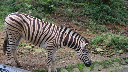 Fototapeta na wymiar December 8, 2018 : zebra horse in Taman Safari, Bogor, West Java, Indonesia - Image