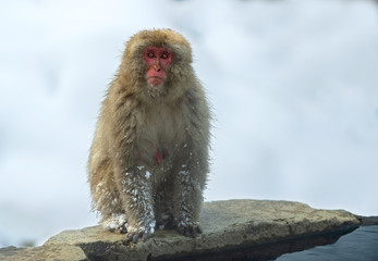 Japanese macaque near the natural hot springs. The Japanese macaque ( Scientific name: Macaca fuscata), also known as the snow monkey. Natural habitat, winter season.