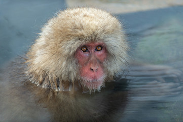 Snow monkey in the water of natural hot springs. The Japanese macaque ( Scientific name: Macaca fuscata), also known as the snow monkey. Natural habitat, winter season.