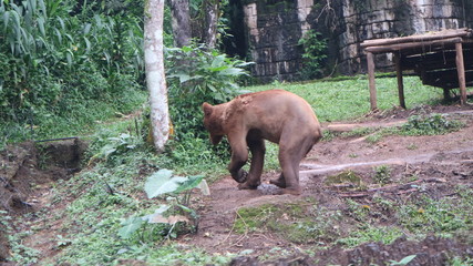 December 8, 2018 : Brown Bear in Taman Safari, Bogor, West Java, Indonesia