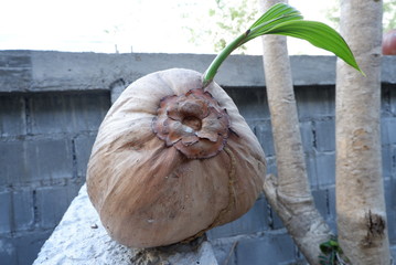 Young growth coconut sprout