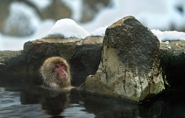 Cub of Japanese macaque in the water of natural hot springs. The Japanese macaque ( Scientific name: Macaca fuscata), also known as the snow monkey. Natural habitat, winter season.