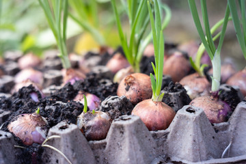 Onion plantation on the gray egg panel.