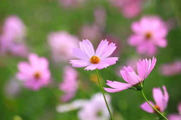 Pink cosmos flower blooming in the field, For background in vintage style soft focus.