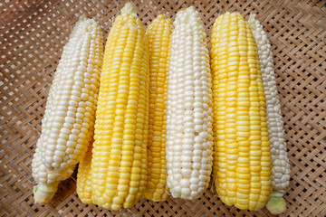 Pure white and Yellow corn, on threshing basket, Product of Thailand
