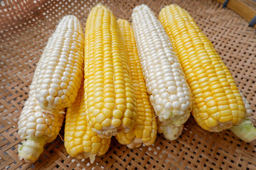 Organic, natural white and yellow corn, Fresh corn on threshing basket.