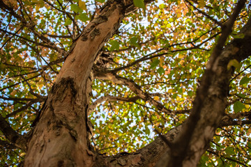 Fototapeta na wymiar Autumn Tree
