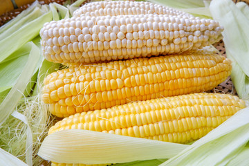 yellow sweet corn and white corn of Hokkaido, Japan, Product of Thailand