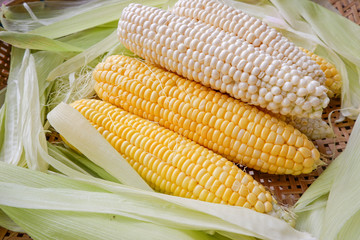 yellow sweet corn and white corn of Hokkaido, Japan, Product of Thailand