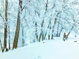 Snowfall. Trees in the snow. Mountain ski resort Bakuriani