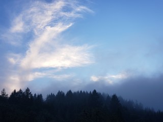 clouds, fog, and treetops