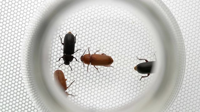 beetle Tenebrio molitor in vitro