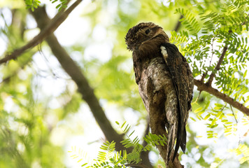 Common Urutau Potoo (Nyctibius griseus) A old wise looking owl perched high on branch stump in a Costa Rica forest. - 238296908