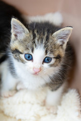 青い目の子猫のポートレート