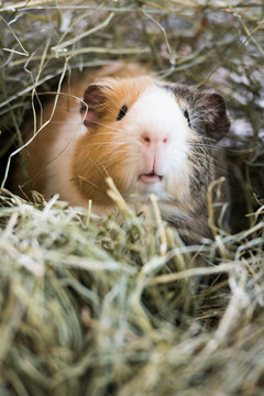Guinea Pig in hay
