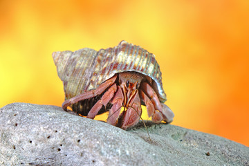 Hermit crab. Selective focus , blurred background