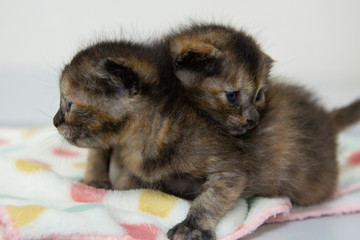 生まれたばかりの子猫の兄弟