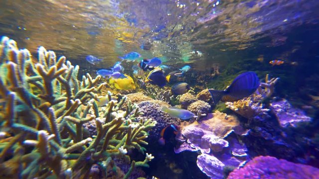 Coral reef with fish in 4k slow motion 60fps