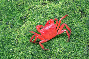Red land crab (Phricotelphusa limula)(Female) One of world most beautiful fresh water crabs, native only in Phuket island, Thailand.Also known as Fire-Red crabs or waterfalls crab. Exotic pet, rare.