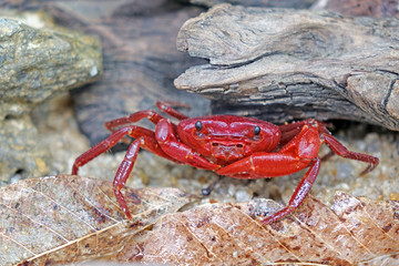 Red land crab (Phricotelphusa limula)(Male) , One of world most beautiful fresh water crabs, It’s native only in Phuket island, Thailand. It’s also known as Fire-Red crabs or waterfalls crab.Very rare