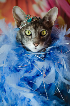 princess Cat