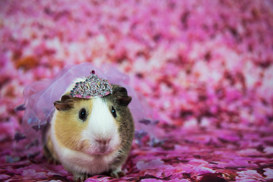 princess Guinea Pig