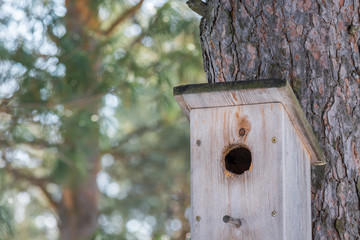 Wooden feeding trough for feeding of birds is beaten to pine tree in spring morning.