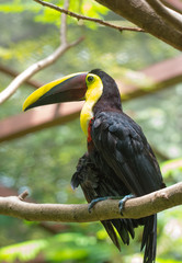 Costa Rican based chestnut-mandibled or Swainson’s toucan (Ramphastos ambiguus swainsonii).  Subspecies of the yellow-throated toucan. 
