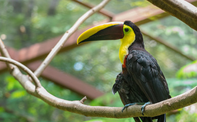Costa Rican based chestnut-mandibled or Swainson’s toucan (Ramphastos ambiguus swainsonii).  Subspecies of the yellow-throated toucan. 