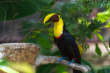 Costa Rican based chestnut-mandibled or Swainson’s toucan (Ramphastos ambiguus swainsonii).  Subspecies of the yellow-throated toucan.  - Powered by Adobe