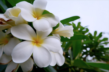Fototapeta na wymiar White Plumeria flowers on a tree in Digital oil painting style.