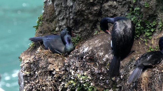 breeding colony of pelagic cormorants on a cliff at cape flattery in the olympic national park of the us pacific northwest