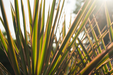 Tree in the morning and the sun is shinning