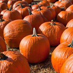 Big orange pumpkin harvest - Ares Pumpkin, Gladiator Pumpkin, Cronus Pumpkin ,Sugar Pie and Other Sweet Pumpkins are available in the fall on the farmer's market -  farm shop.