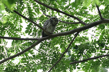 Spotted owl