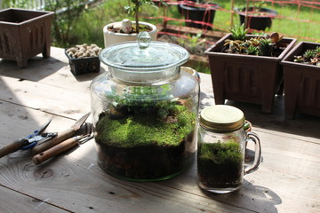 clear glass jar of terrarium with moss and plant