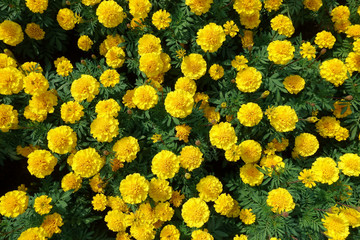 yellow marigold  flower blooming in garden