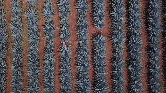 Agave Field Birds Eye View 4k Aerial Drone Shot of Blue Weber Plants that Are Used to Make Tequila. Located in Tequila, Jalisco, Mexico