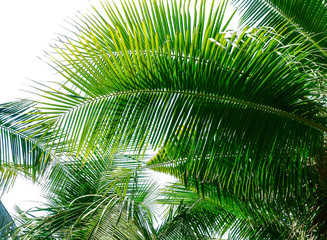 tropical coconut palm leaf
