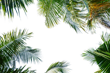 Fototapeta na wymiar branch of coconut palm tree isolated on white background