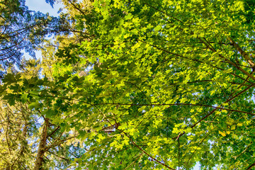 Fototapeta premium green leaves and blue sky