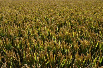 Mature rice in the field
