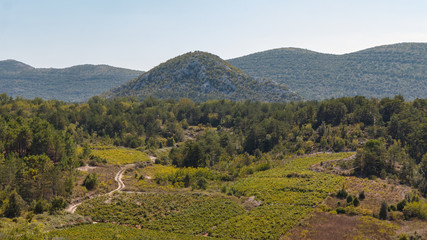 Fototapeta na wymiar Winery landscapes in Croatia