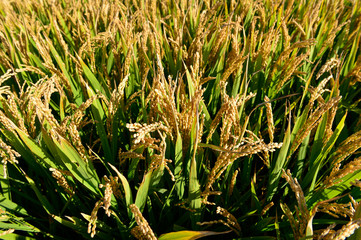 Mature rice in the field